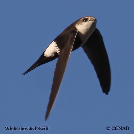 White-throated Swift