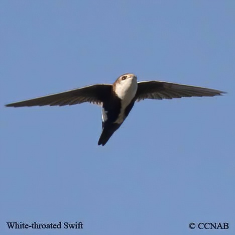 White-throated Swift