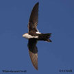 White-throated Swift