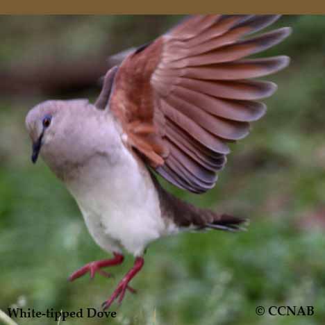 White-tipped Dove