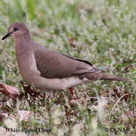 White-tipped Dove