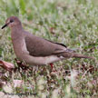 White-tipped Dove range map