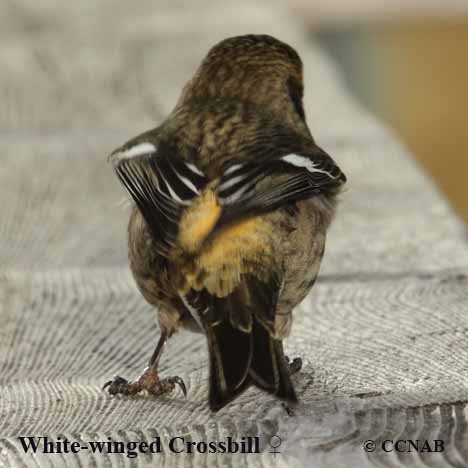 Birds of North America