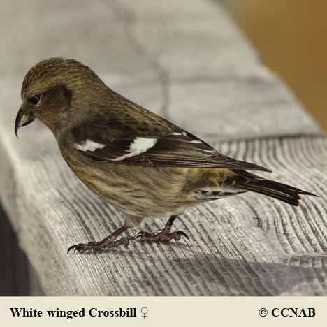 White-winged Crossbill