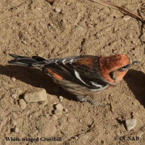 White-winged Crossbill