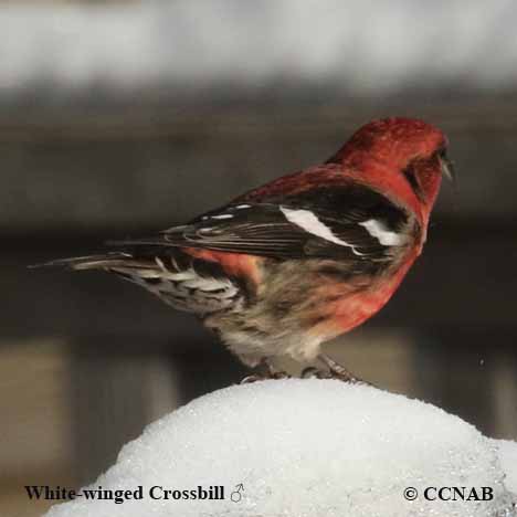 White-winged Crossbill