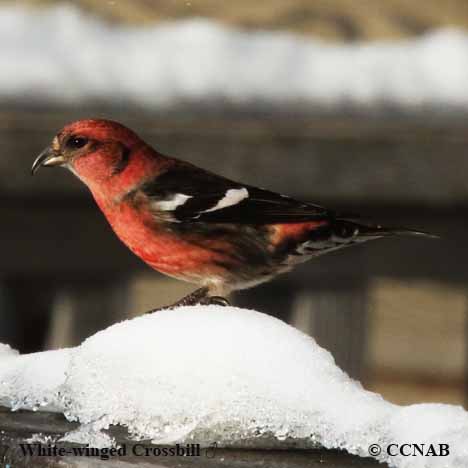 White-winged Crossbill