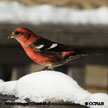 White-winged Crossbill