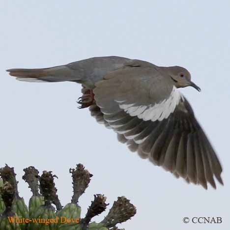 White-winged Dove