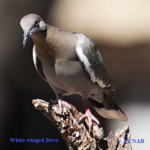 White-winged Dove