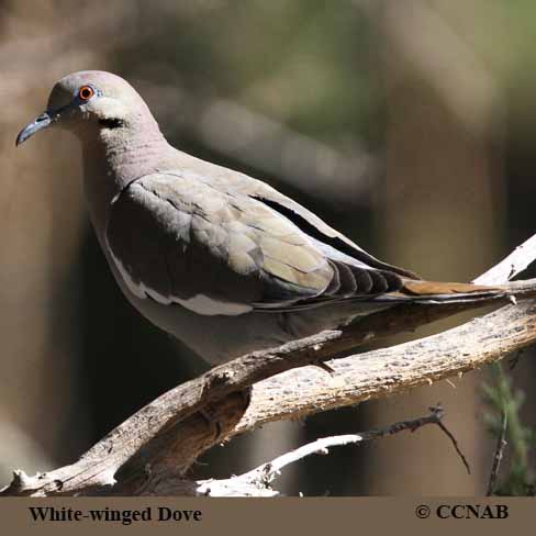 White-winged Dove