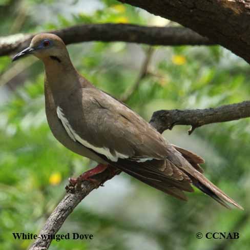 White-winged Dove