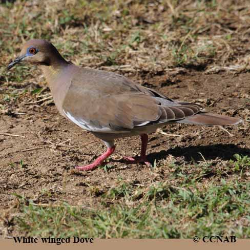 White-winged Dove