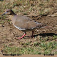 White-winged Dove range map