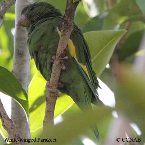 Birds of North America