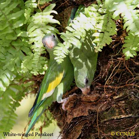 White-winged Parakeet