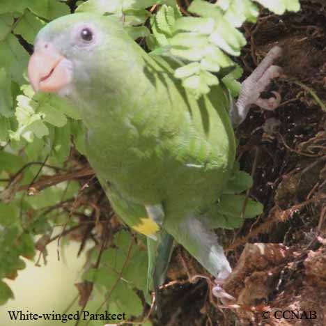 White-winged Parakeet