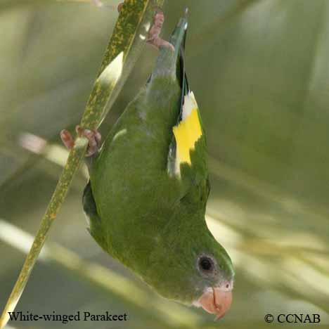 White-winged Parakeet