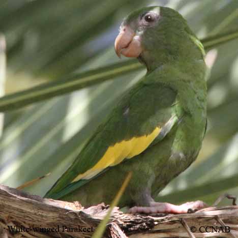 White-winged Parakeet