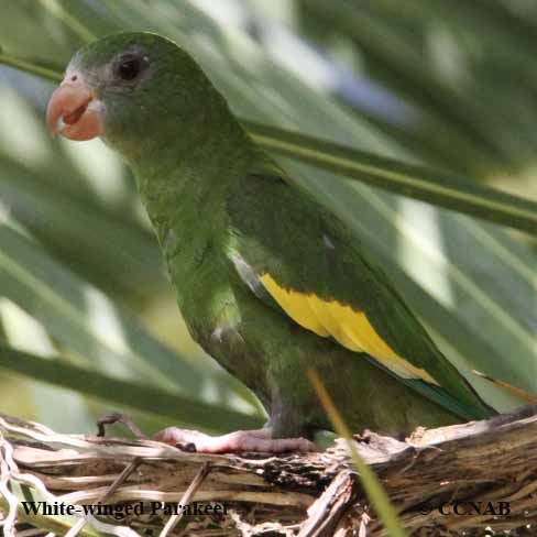 White-winged Parakeet