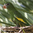 White-winged Parakeet range map