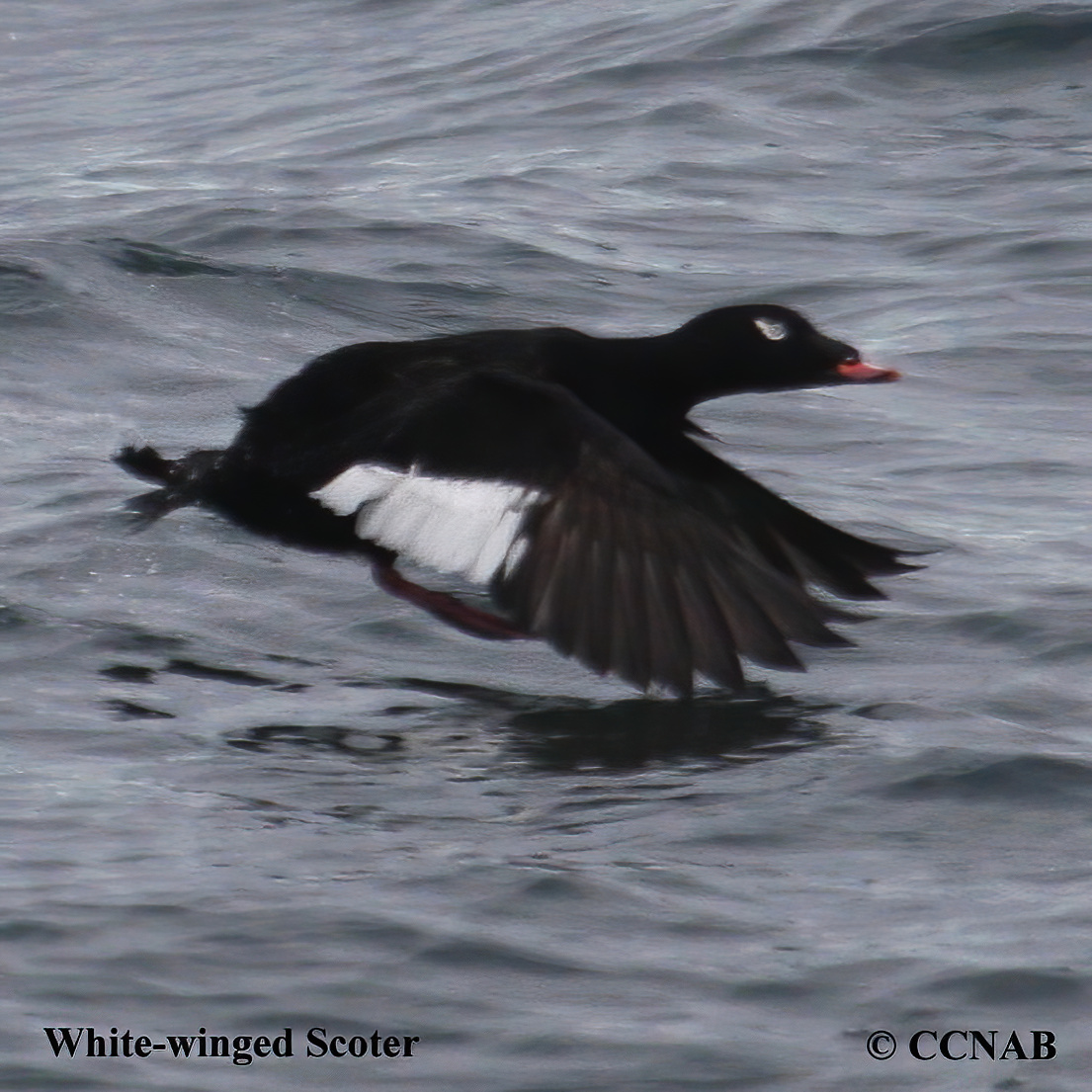 White-winged Scoter