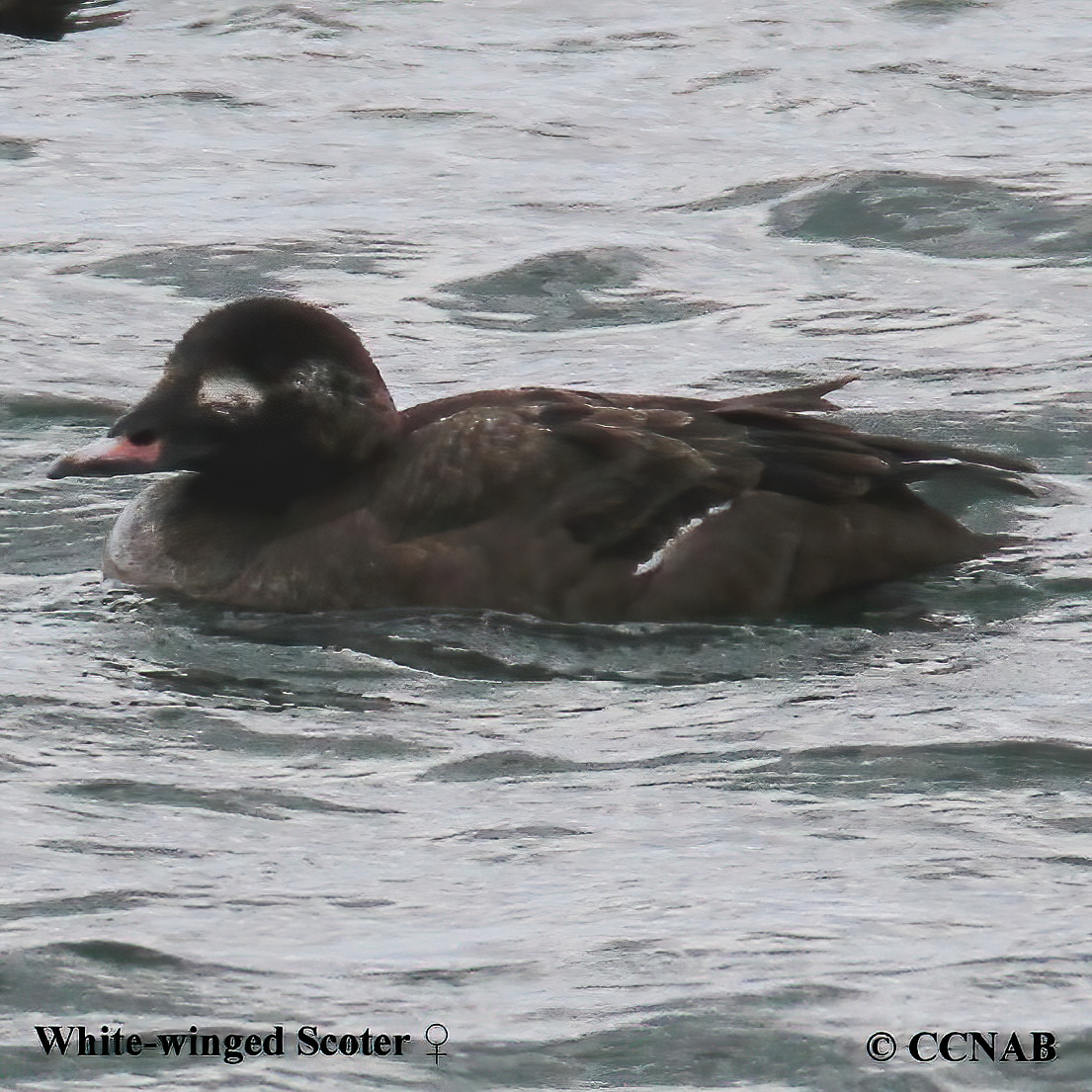 White-winged Scoter