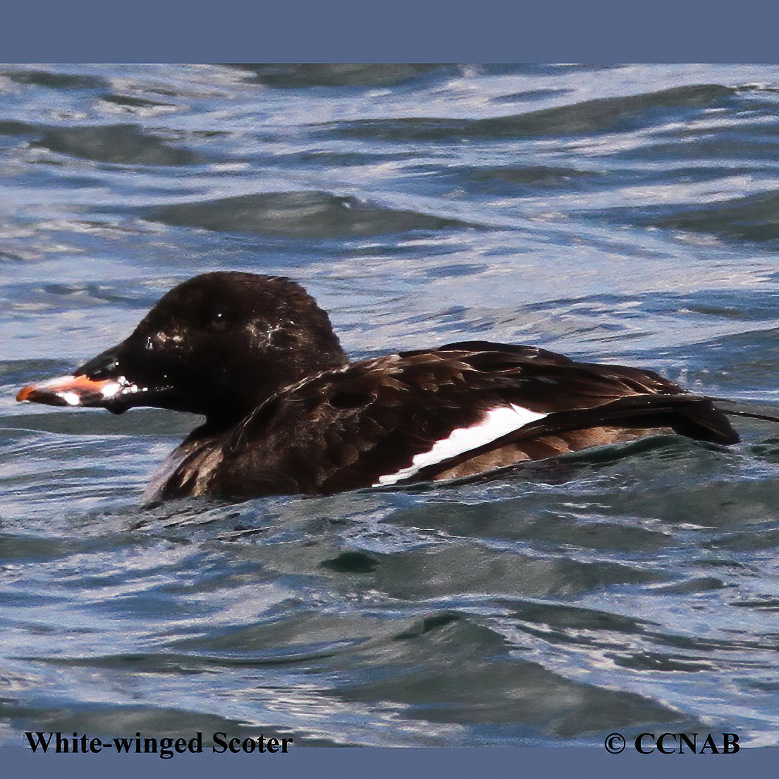 White-winged Scoter