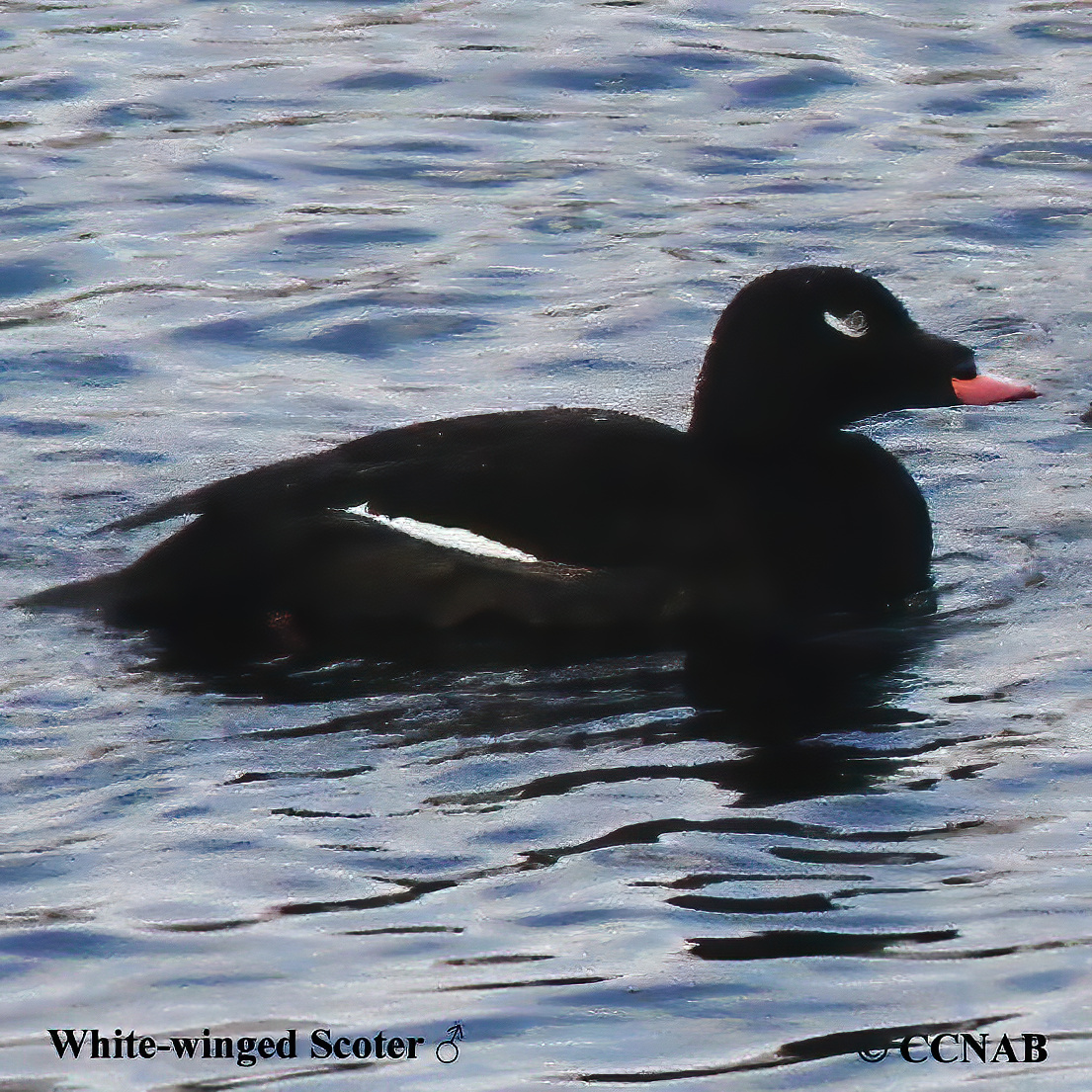 White-winged Scoter