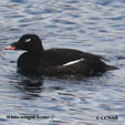 White-winged Scoter range map