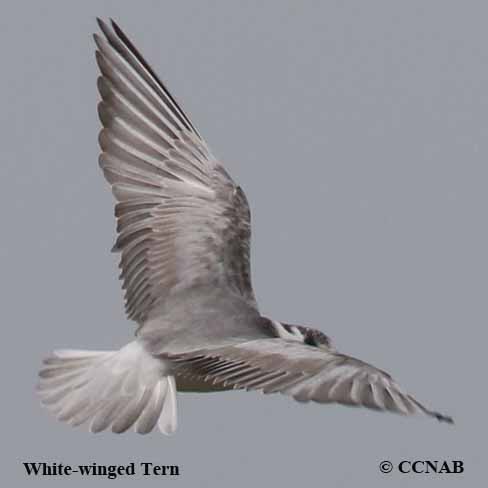 White-winged Tern