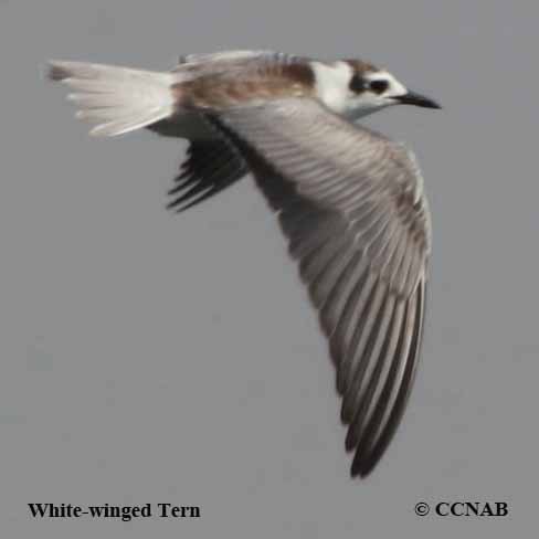 White-winged Tern