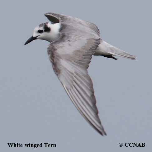 White-winged Tern