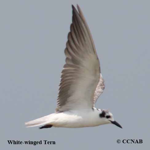 White-winged Tern