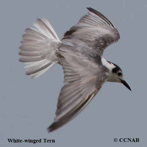 White-winged Tern