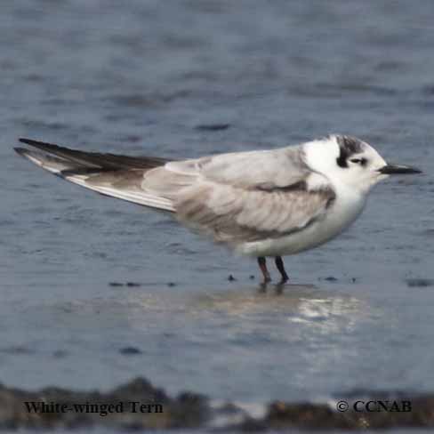 Birds of North America