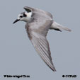 White-winged Tern