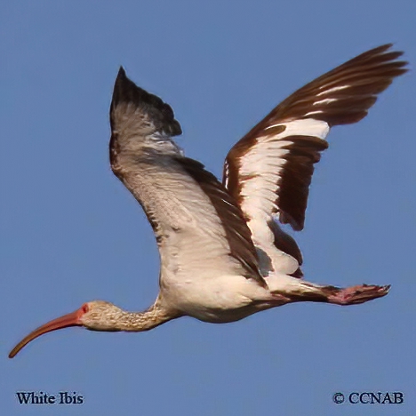 White Ibis