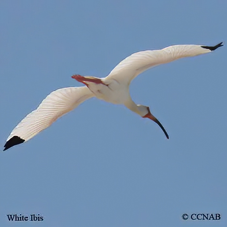 White Ibis