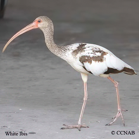 White Ibis