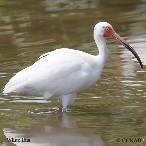 Birds of North America