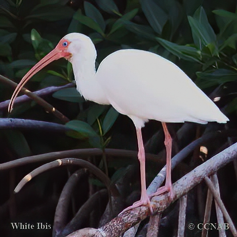 White Ibis