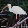 White Ibis range map