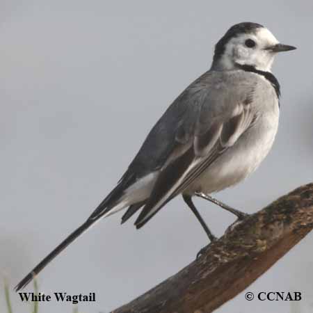 White Wagtail