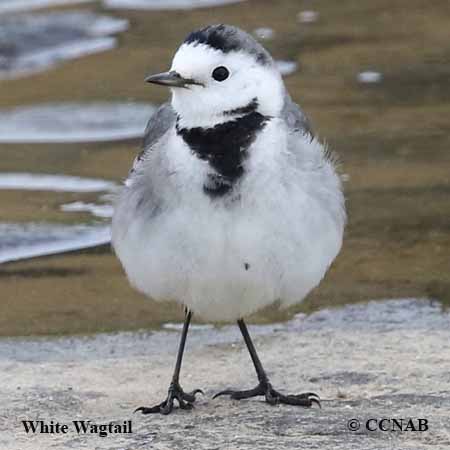 White Wagtail