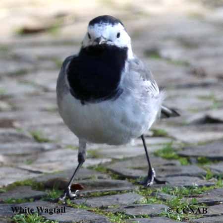 White Wagtail