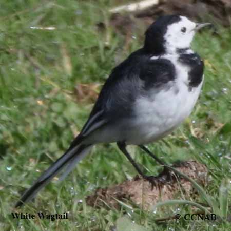 White Wagtail