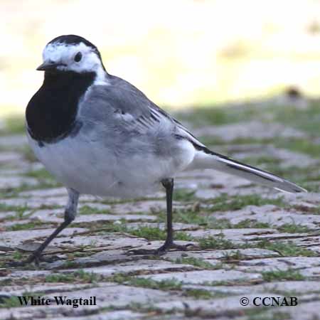 Birds of North America