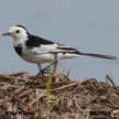 White Wagtail