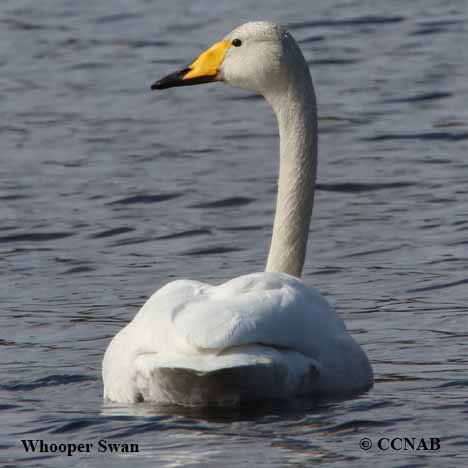 Whooper Swan